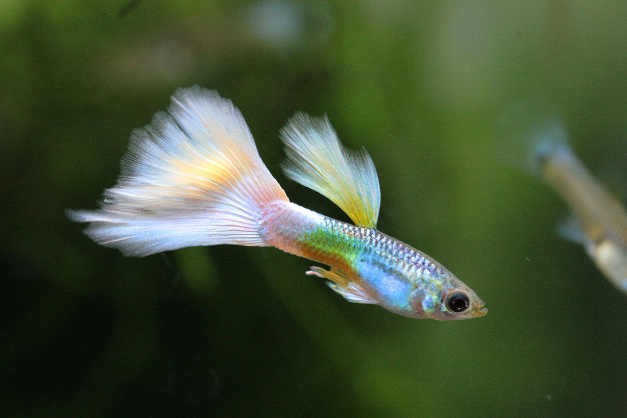 Home aquarium 4440191 1280