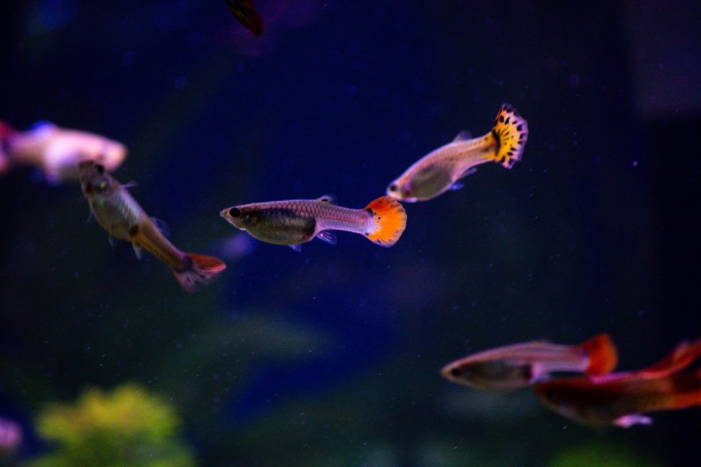 Die häufigsten Anfängerfehler bei Süßwasseraquarien Featured Image 0 1024x683