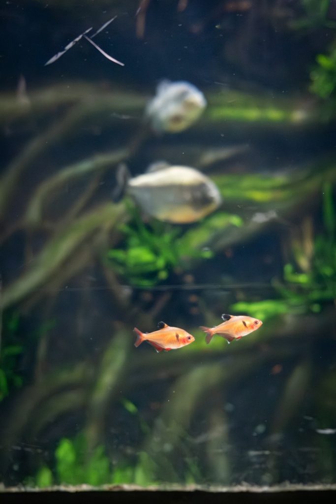 Top 5 Fischarten für neue Aquarienbesitzer Featured Image 2 683x1024