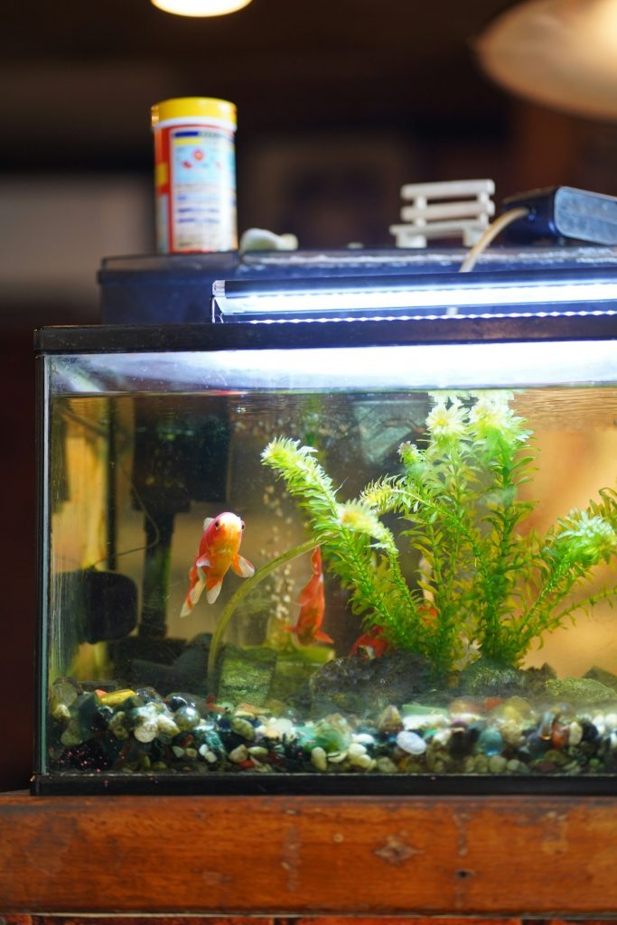 So erkennen und behandeln Sie Fischkrankheiten Featured Image 3 683x1024