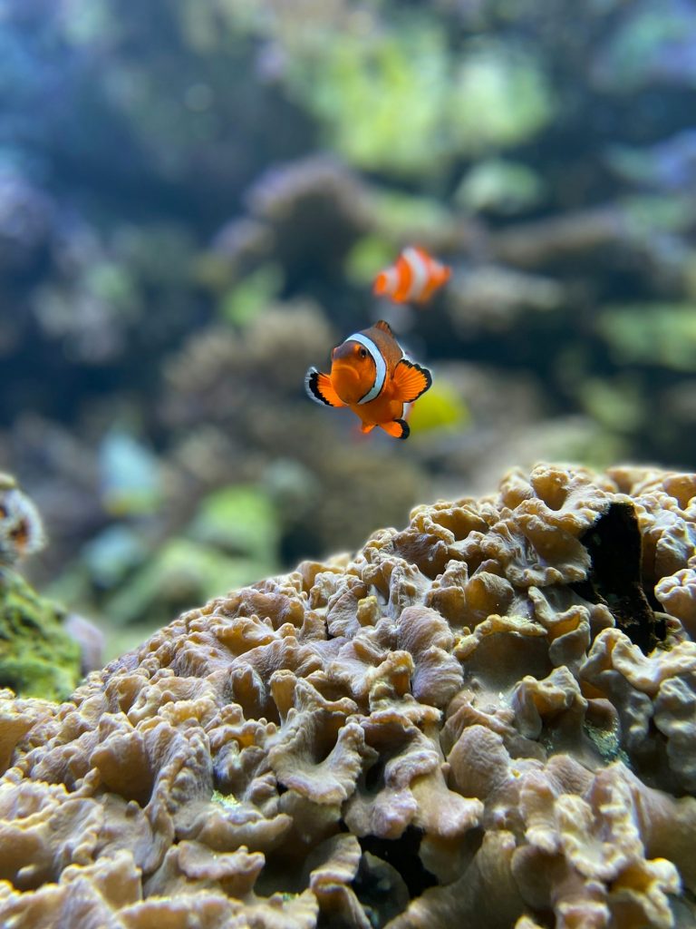 Kostenanalyse: Was Sie für ein Aquarium einplanen müssen Featured Image 4 768x1024