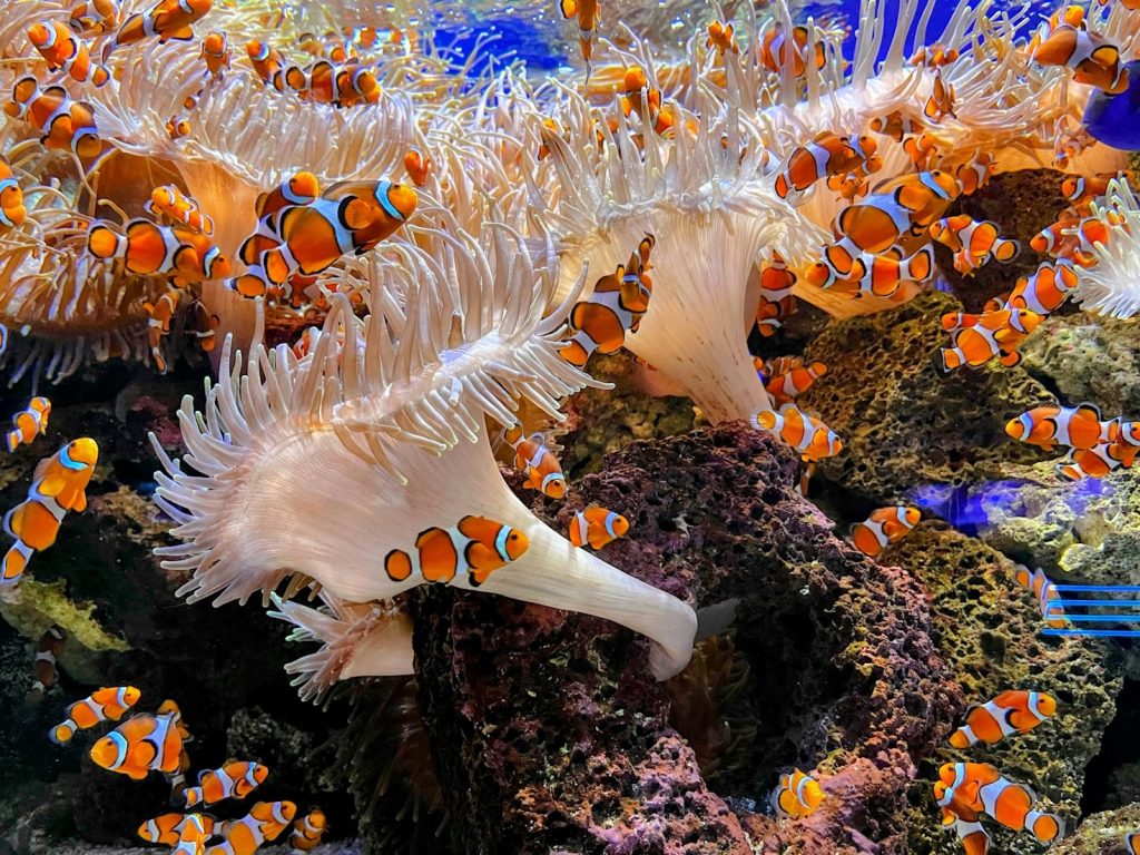 Kreative Ideen zur Gestaltung Ihres Aquariums Featured Image 5 1024x768