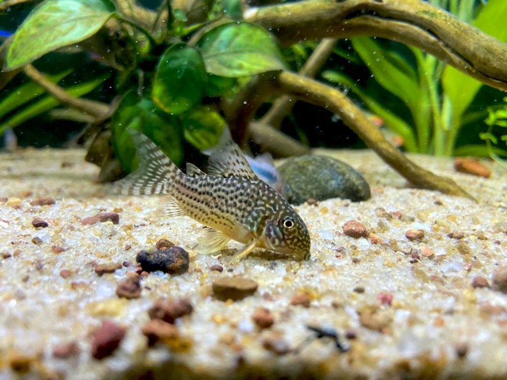 Pflegeleitfaden für ein gesundes Süßwasserbiotop Featured Image 6 1024x768
