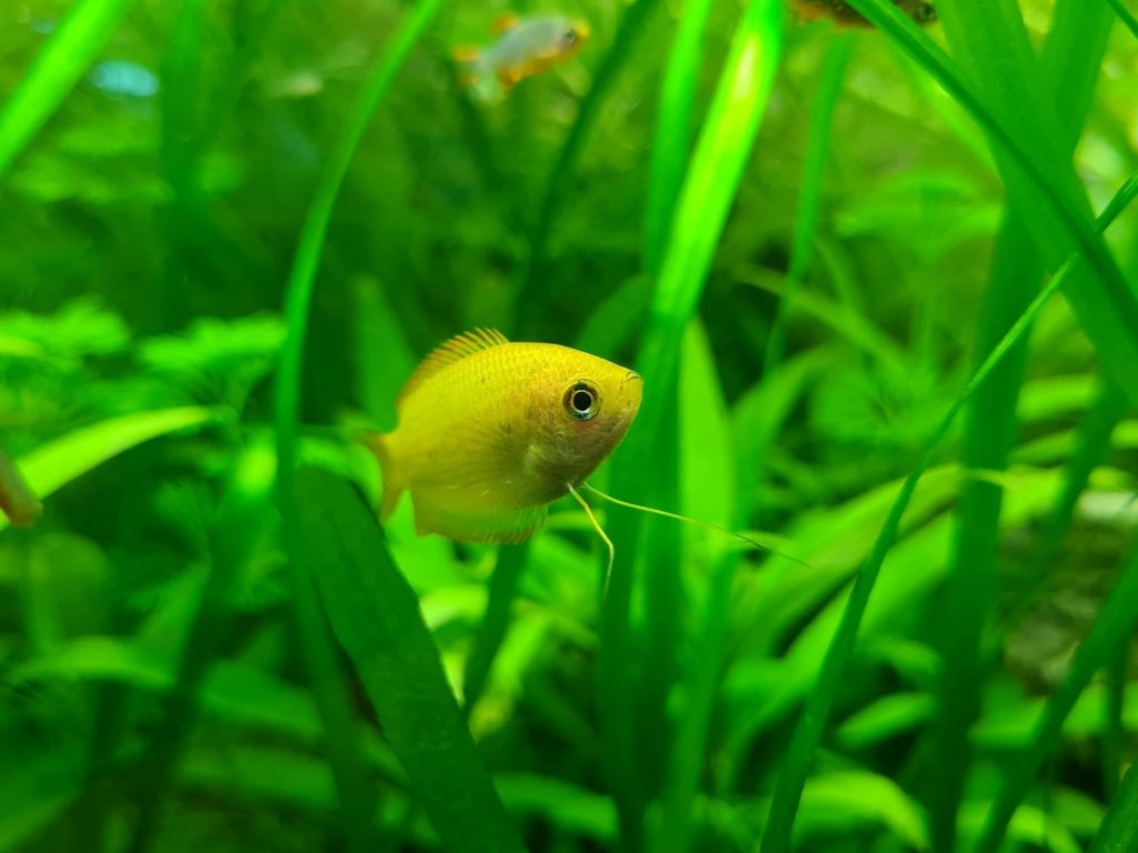Warum regelmäßige Wartung für Aquarien entscheidend ist Featured Image 7 1024x768